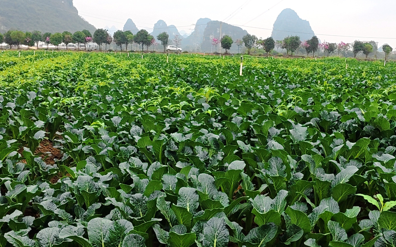 青菜長勢喜人。