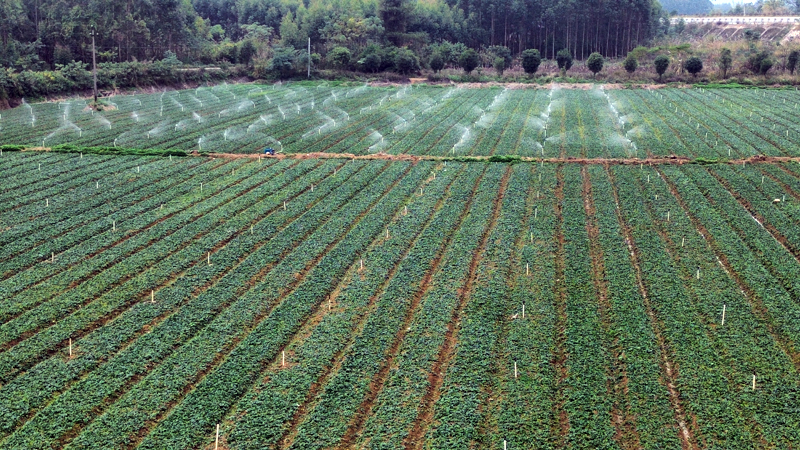 長龍村供港蔬菜基地一角。