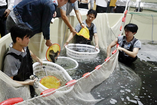 工人正在捕撈加州鱸魚。蘭德波攝