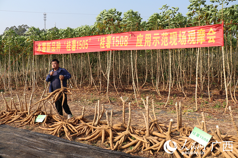 木薯新品種種植示范基地業(yè)主分享種植經(jīng)驗(yàn)。人民網(wǎng) 劉璐瑤攝