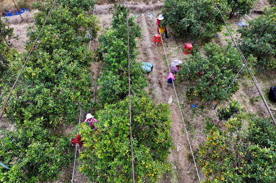 金桔生產(chǎn)基地（喻湘泉 攝）