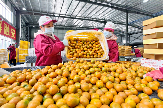 收金桔（譚凱興 攝）