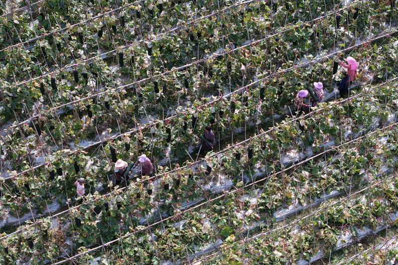 正在冬瓜田里忙著采摘、搬運(yùn)冬瓜的村民。