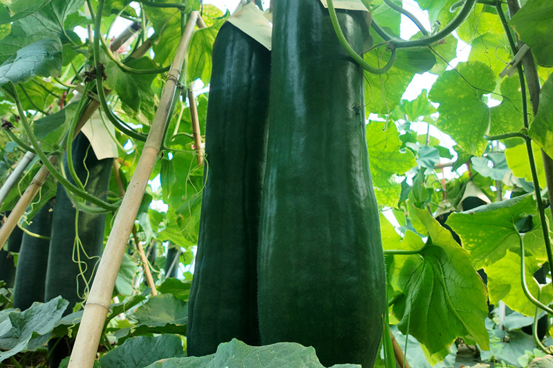 掩藏在藤蔓中的墨綠飽滿的冬瓜。
