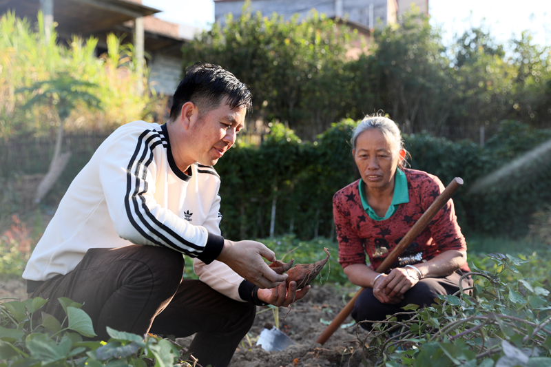 初冬時(shí)節(jié)，紅薯豐收，龐兆劍到田里指導(dǎo)村民種植紅薯。張桐千攝