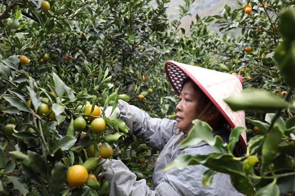 村民在采摘脆蜜金桔。岑恩祥攝