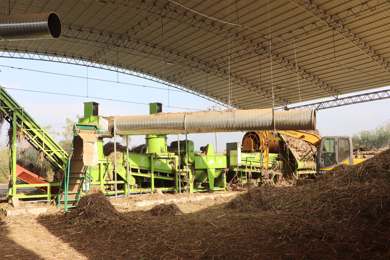 甘蔗分步式機(jī)收站點(diǎn)。姚東京攝
