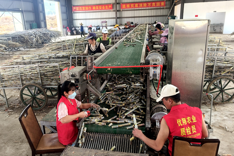 分步式收獲機(jī)正高效運(yùn)轉(zhuǎn)，剝?nèi)~、切段、雜質(zhì)清理等工序一氣呵成。姚東京攝