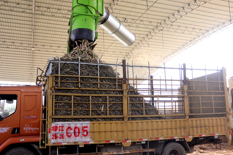 處理后的蔗料被輸送至運(yùn)輸車上。姚東京攝