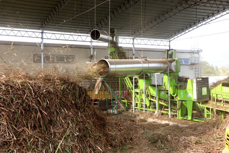 甘蔗葉自動(dòng)剝離。姚東京攝