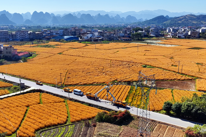 正值豐收時(shí)節(jié)，廣西荔浦市青山鎮(zhèn)田間地頭一片繁忙景象。荔浦供電局供圖