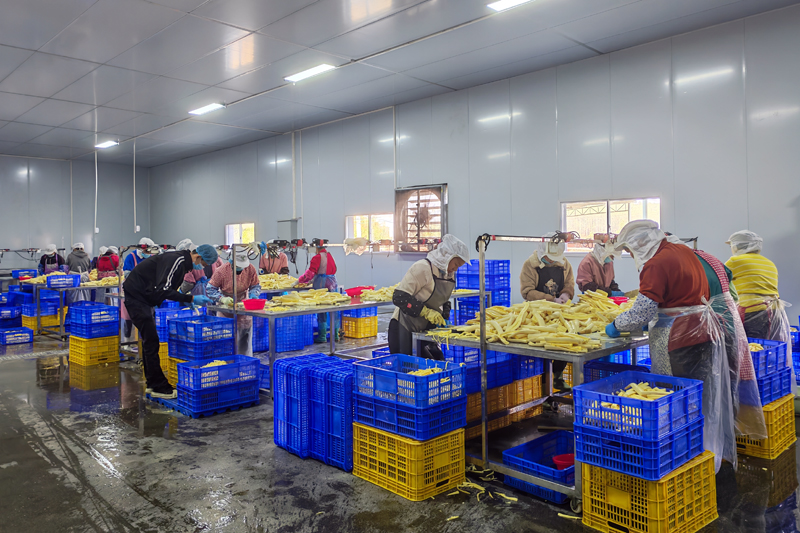 加工車間里工人在去木薯芯。