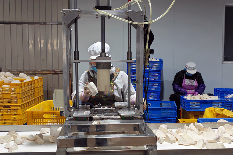 工人在用機器給芋頭切塊。