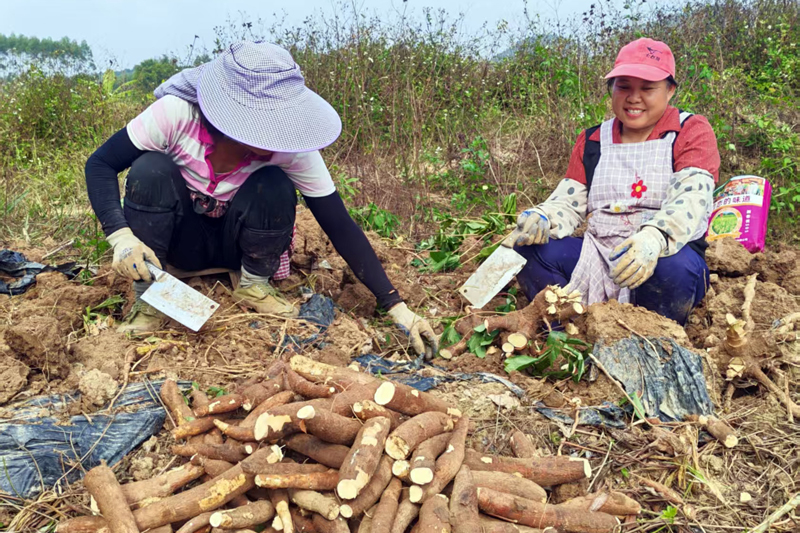 工人在削木薯。