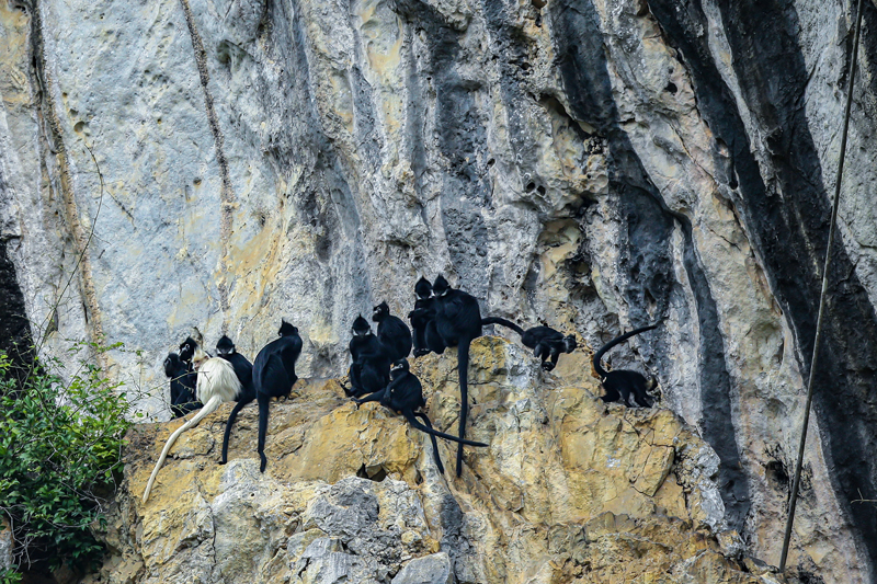 黑葉猴。趙家新攝