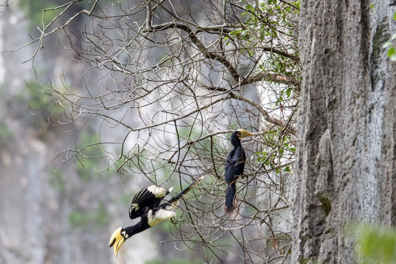 雛鳥出巢后和雄鳥玩耍。農(nóng)偉攝