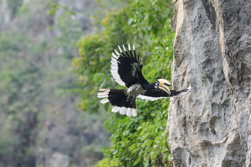 雄鳥覓食歸來，準(zhǔn)備給雌鳥和雛鳥喂食。農(nóng)偉攝