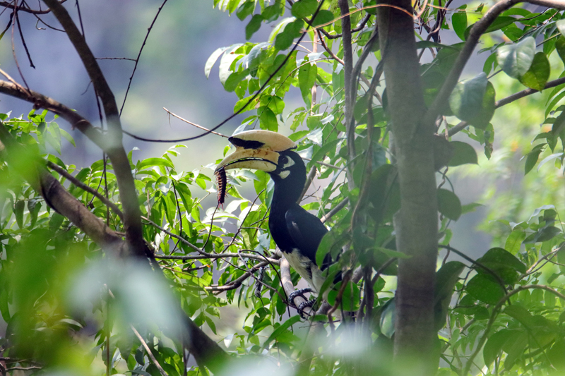 雄鳥在捕食。農(nóng)偉攝
