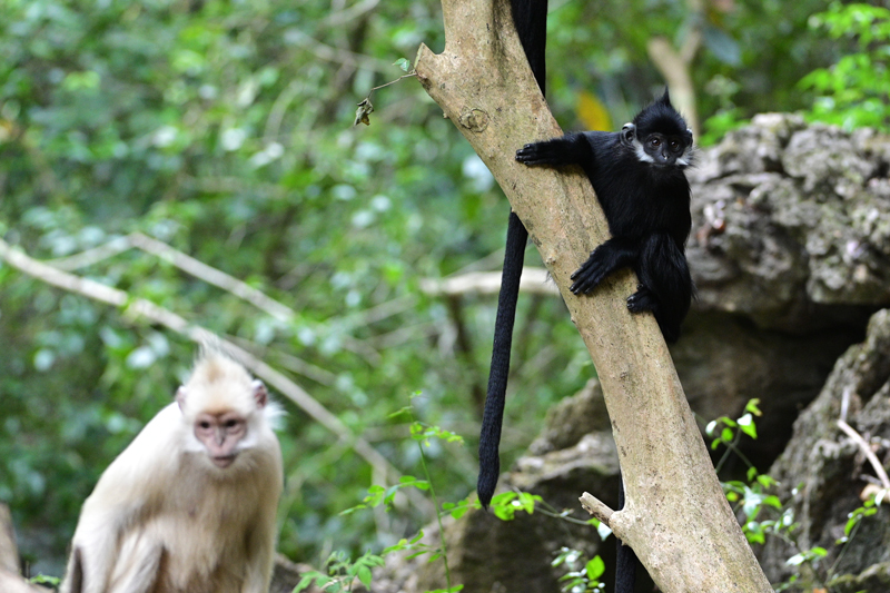 黑葉猴。黃文強攝
