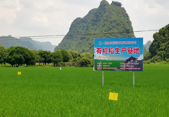 永福福壽米業(yè)有機(jī)稻生產(chǎn)基地。桂林銀行供圖