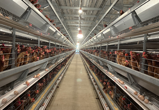 資源縣盛德大鯢養(yǎng)殖專業(yè)合作社生產(chǎn)車間。桂林銀行供圖