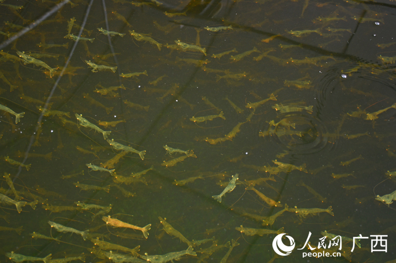 無人養(yǎng)殖車間里的南美白對(duì)蝦。人民網(wǎng) 龐惠文攝