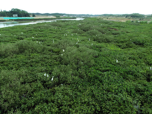 金鼓江畔的紅樹林。盧頌攝