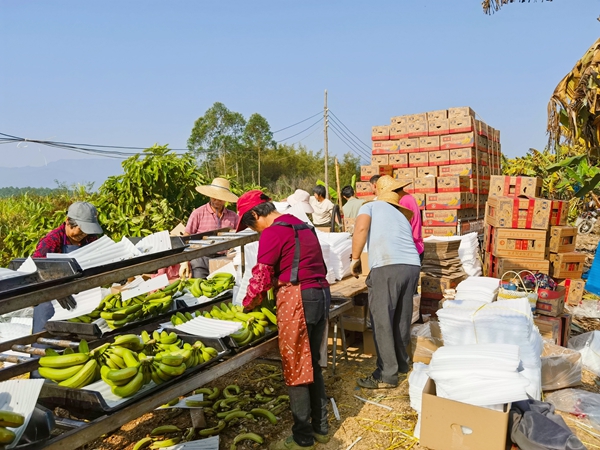 村民對香蕉進(jìn)行挑選分揀。陸柔宇攝