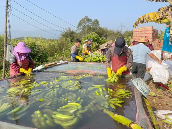 村民正在清洗香蕉。陸柔宇攝
