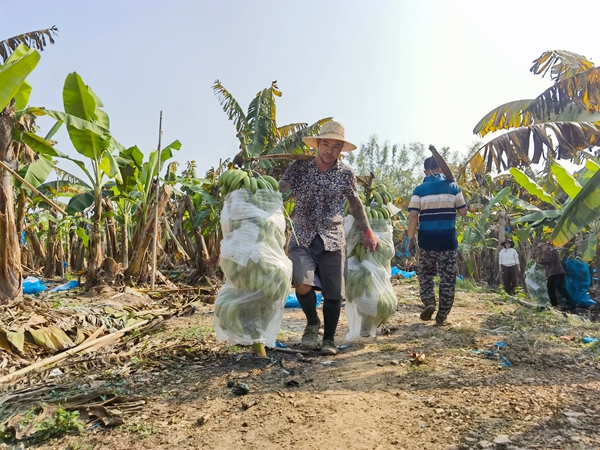 桂平金田鎮(zhèn)的香蕉喜迎豐收。陸柔宇攝