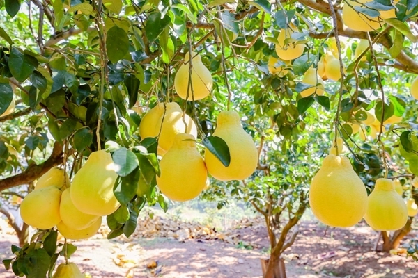 金黃飽滿的沙田柚掛滿枝頭。主辦方供圖