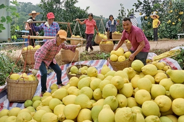 果農(nóng)在沙田柚種植基地采摘搬運(yùn)。主辦方供圖