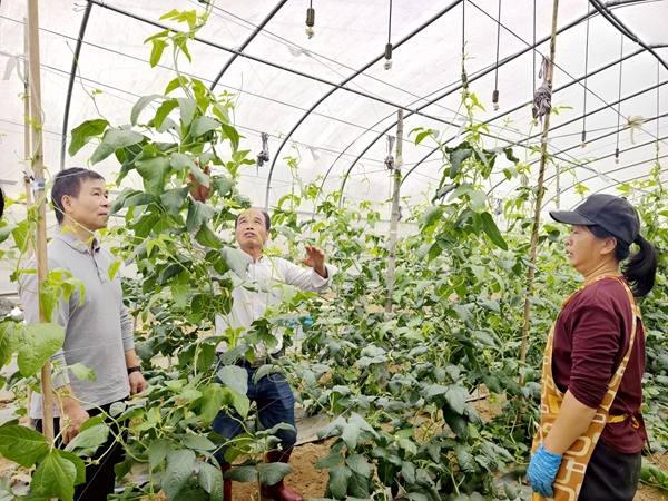 八塘農(nóng)業(yè)服務(wù)中心農(nóng)藝師正在大棚里查看豆角苗長勢。朱汝芳攝