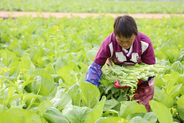 工人正忙著采摘菜心。朱汝芳攝