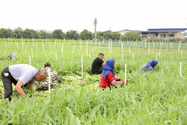 工人正忙著采摘苦麥菜。朱汝芳攝