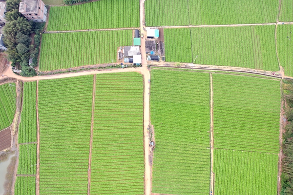蔬菜基地航拍圖。姜慧花攝
