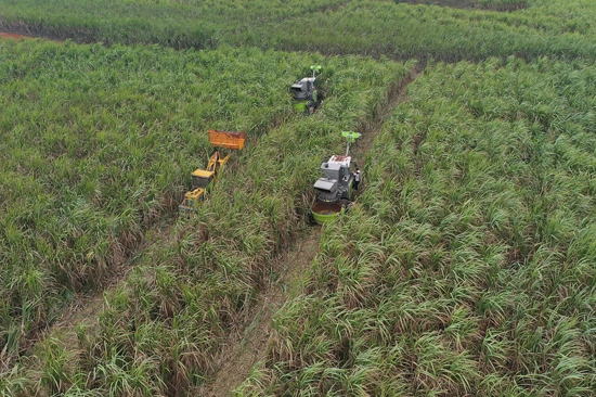 機收甘蔗現(xiàn)場
