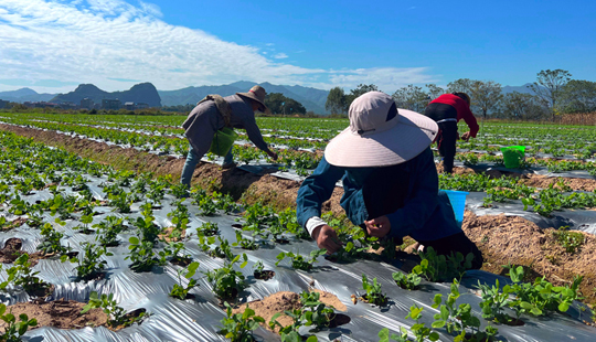 蔬菜規(guī)?；N植千余畝 助力村民“家門口”就業(yè)