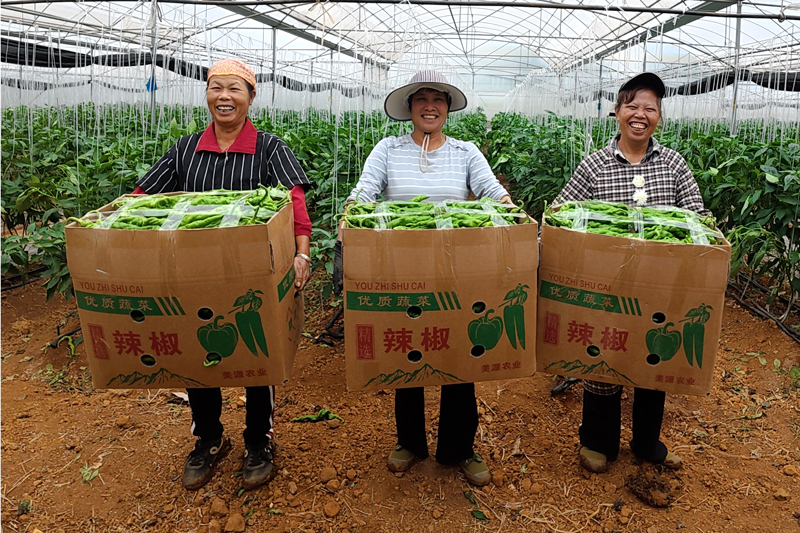 辣椒豐收椒農(nóng)笑。