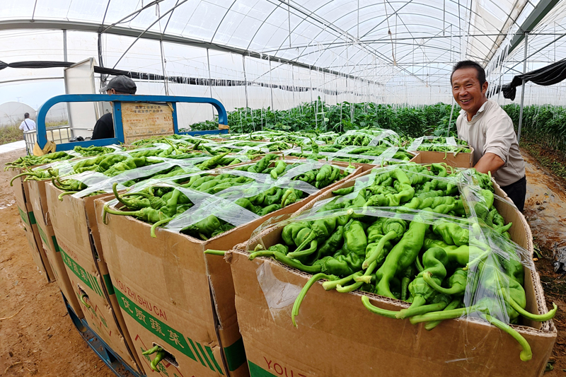 搬運(yùn)剛采摘的辣椒。