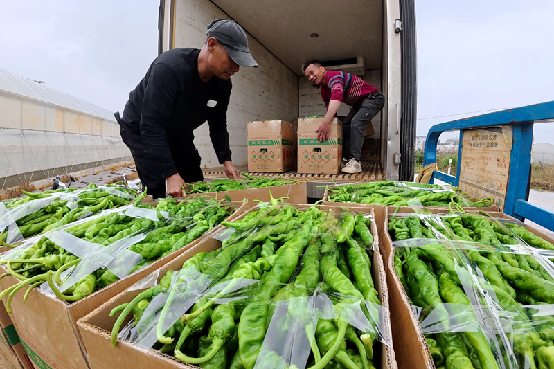 辣椒上車待運(yùn)。