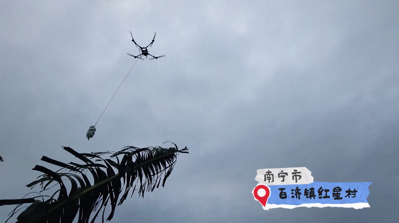 南寧的香蕉也“坐”上無人機了