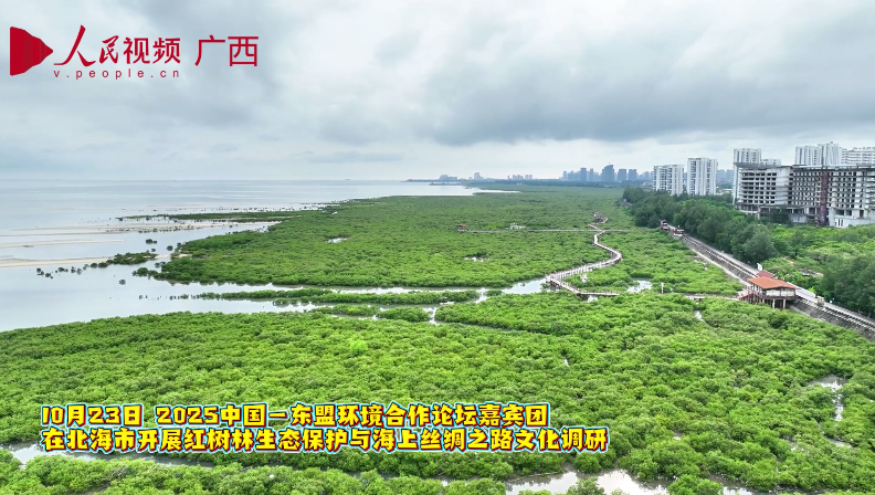 2025中國—東盟環(huán)境合作論壇嘉賓團在北海市開展紅樹林生態(tài)保護文化調(diào)研