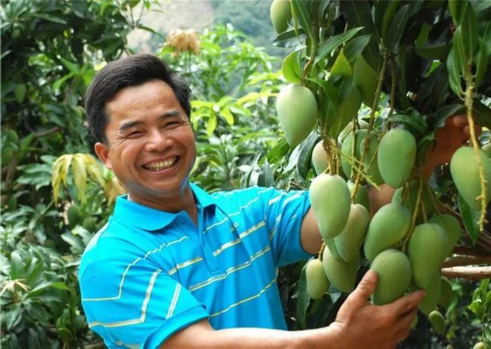 田東縣農(nóng)戶種植的芒果喜獲豐收。周金鵬攝