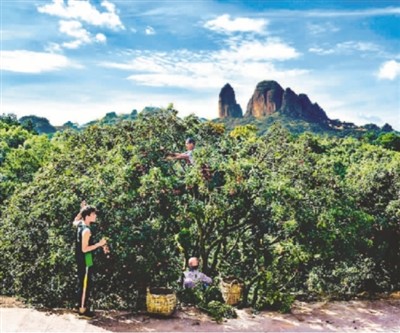 白石山下的荔枝林。李小坤攝