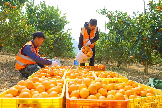 采收沃柑